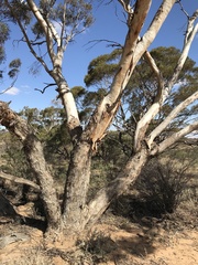 Eucalyptus gracilis