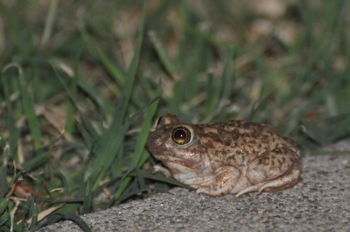 Plains Spadefoot photographed in Oklahoma