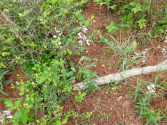 Penstemon laxiflorus