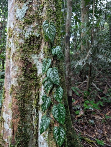 Philodendron brandtianum, photograph 4