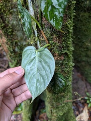 Philodendron brandtianum, photograph (c) Yuri Sofronov, some rights reserved (CC BY)