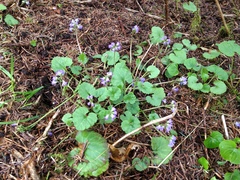 Veronica regina-nivalis