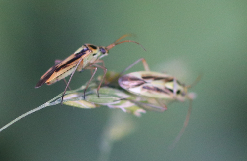 Two-spotted Grass Bug