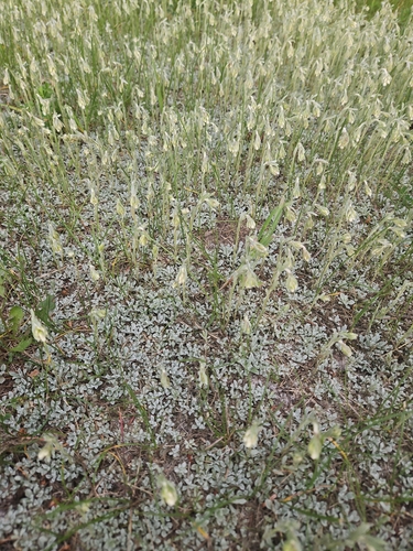 Antennaria microphylla observed 2026-06-20