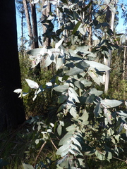Eucalyptus nitens