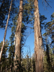 Eucalyptus nitens