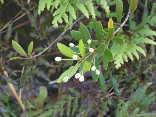 Pancheria alaternoides observed 2026-06-20