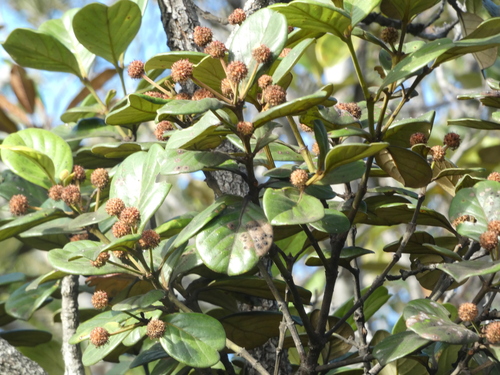Codia discolor observed 2026-06-20