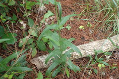 Penstemon laxiflorus