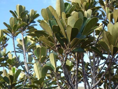 Solmsia calophylla observed 2026-06-20