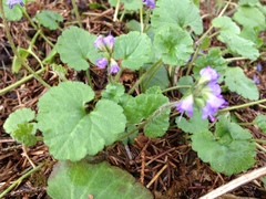 Veronica regina-nivalis