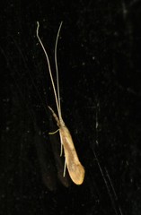 Triaenodes marginatus