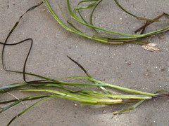 Zostera