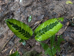 Yuri Sofronov, CC BY, iNaturalist via GBIF Goeppertia variegata, photograph Yuri Sofronov, CC BY, iNaturalist via GBIF