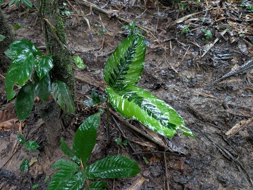 Goeppertia variegata, photograph 5