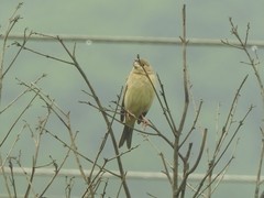 Emberiza bruniceps
