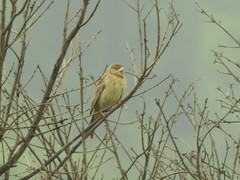 Emberiza bruniceps