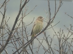 Emberiza bruniceps
