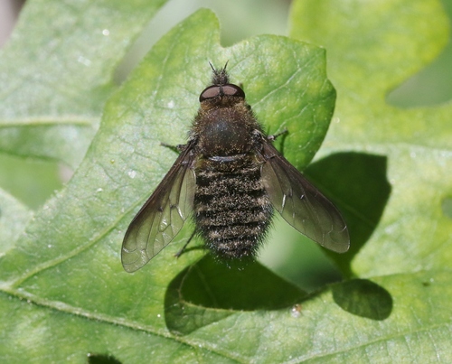 Rotund Bee Fly