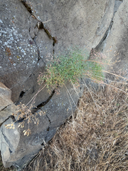 Lomatium laevigatum