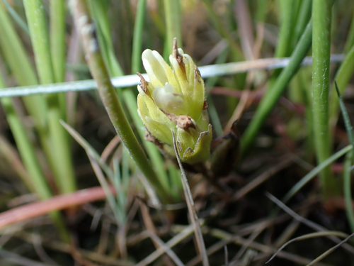 Johnny-nip (Castilleja ambigua)