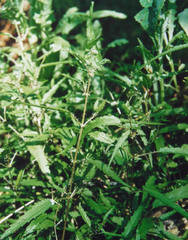 Urtica perconfusa
