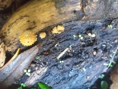 Pholiota subflammans