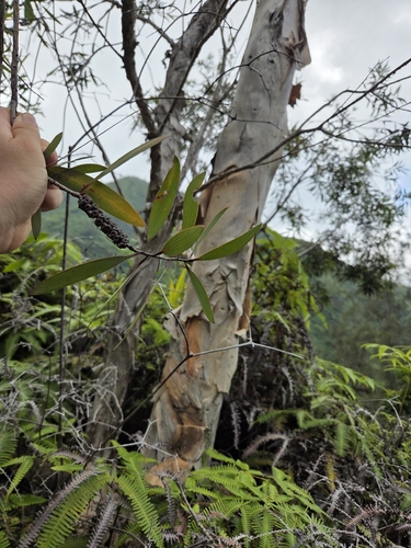 Melaleuca quinquenervia, 2026-06-20