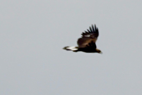 Golden Eagle