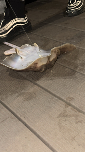Clearnose Skate, New York, NY, US, photo 4 of 10