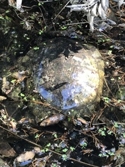 Actinemys marmorata marmorata