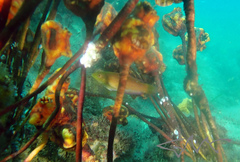 Pyura gibbosa