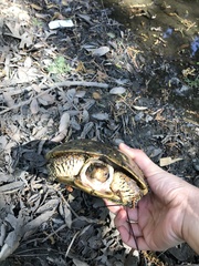 Actinemys marmorata marmorata