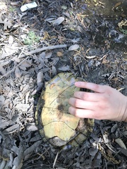 Actinemys marmorata marmorata