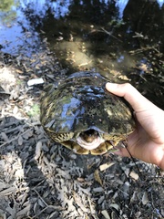 Actinemys marmorata marmorata