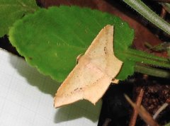 Krananda falcata