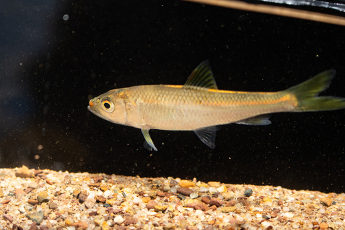 Hainan-snoekkarper (Opsariichthys hainanensis) — Cyprinidae