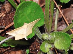 Krananda falcata