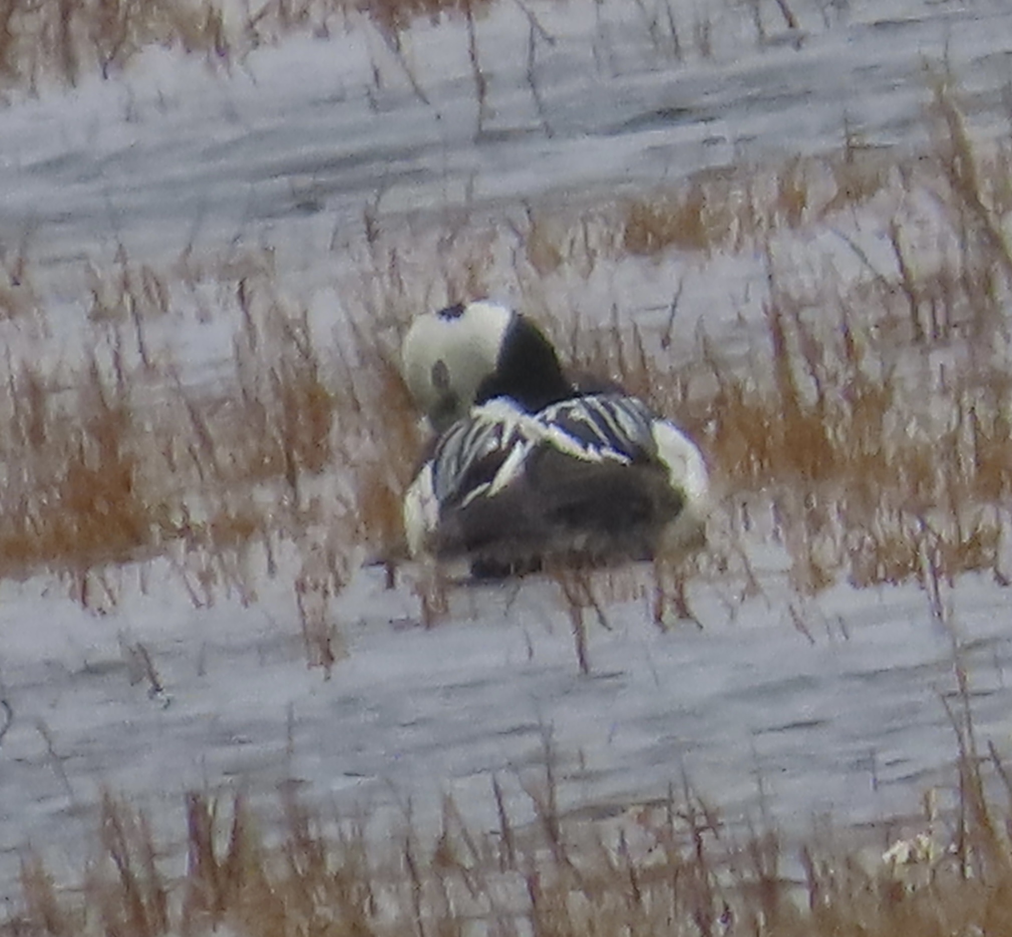 Steller's Eider (Polysticta stelleri), photo 5