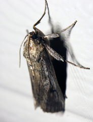 Melitara subumbrella