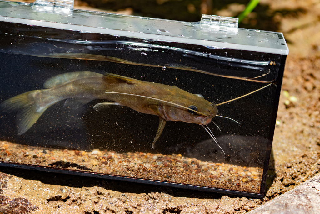 Hemibagrus hainanensis