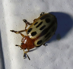 Chrysomela texana