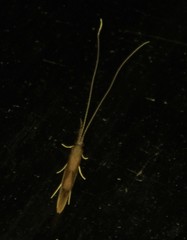 Triaenodes marginatus