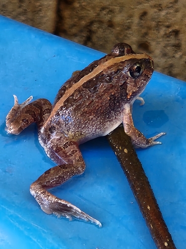 Ornate Burrowing Frog