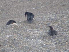 Leucocarbo magellanicus