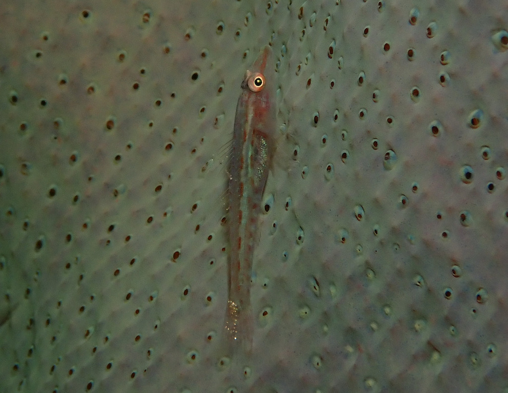 Cling goby