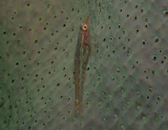 Pleurosicya elongata