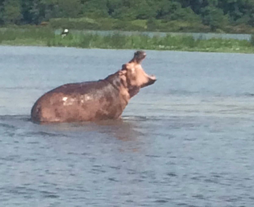 Common Hippopotamus