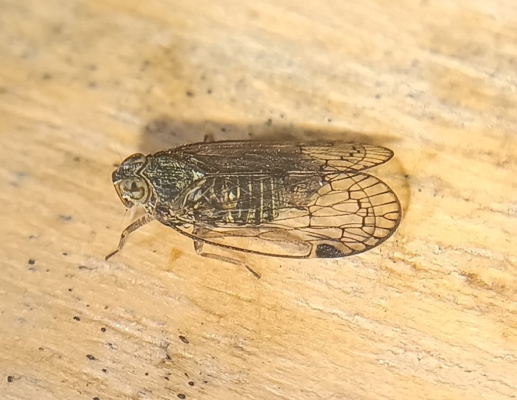 Philippinarus