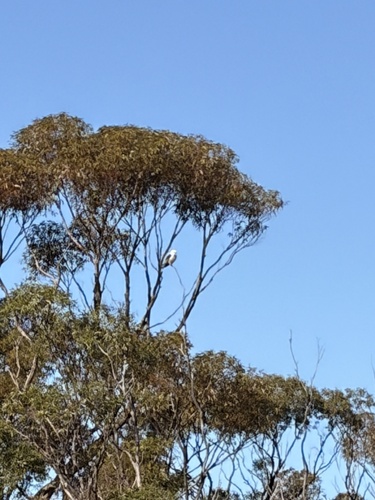 Black-shouldered Kite